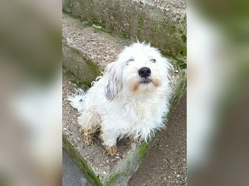 Mari ❤️ kleine, süße Malteser-Mix-Dame