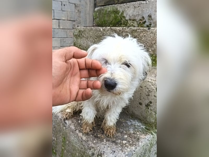 Mari ❤️ kleine, süße Malteser-Mix-Dame