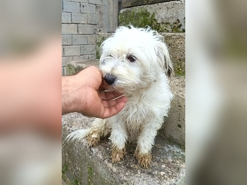 Mari ❤️ kleine, süße Malteser-Mix-Dame