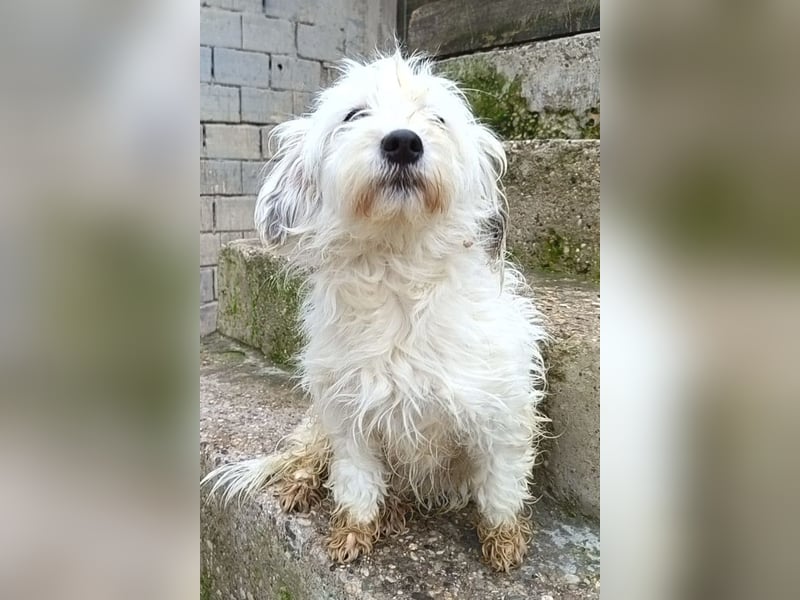 Mari ❤️ kleine, süße Malteser-Mix-Dame