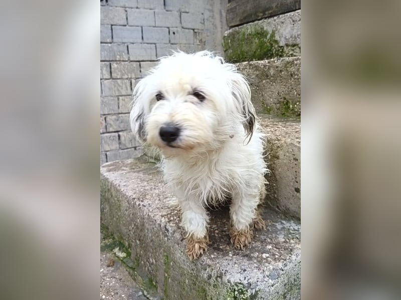 Mari ❤️ kleine, süße Malteser-Mix-Dame