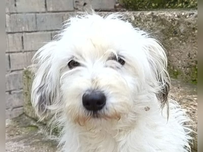 Mari ❤️ kleine, süße Malteser-Mix-Dame