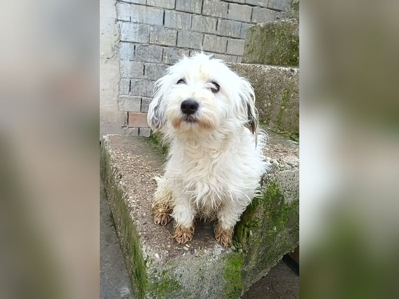 Mari ❤️ kleine, süße Malteser-Mix-Dame