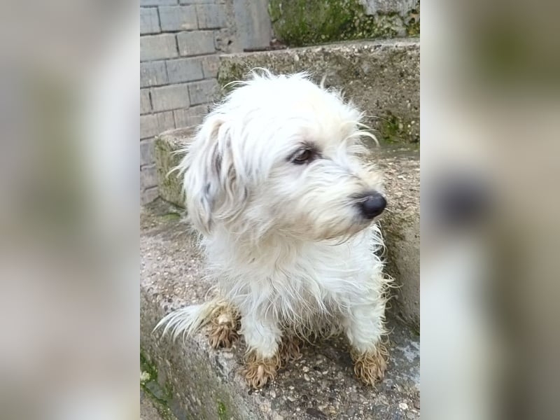 Mari ❤️ kleine, süße Malteser-Mix-Dame