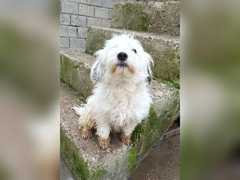 Mari ❤️ kleine, süße Malteser-Mix-Dame