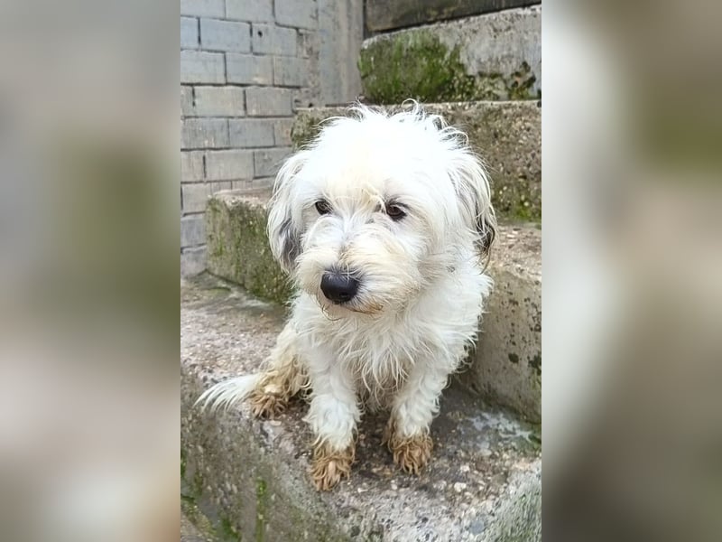 Mari ❤️ kleine, süße Malteser-Mix-Dame