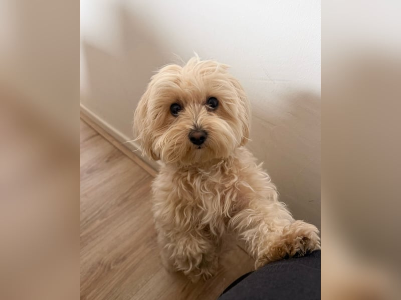 Liebevolle 18 Monate alte Maltipoo-Hündin Lotti sucht ein neues Zuhause