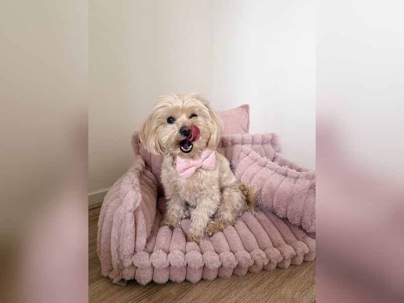 Liebevolle 18 Monate alte Maltipoo-Hündin Lotti sucht ein neues Zuhause
