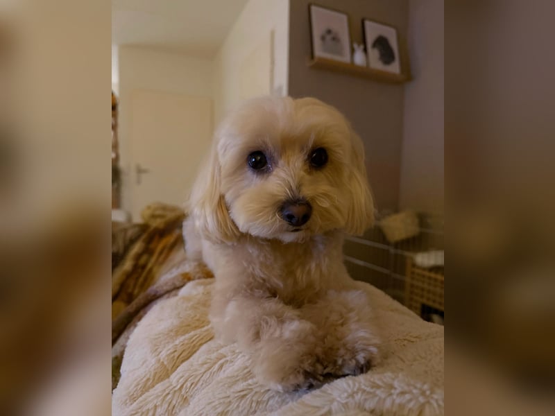 Liebevolle 18 Monate alte Maltipoo-Hündin Lotti sucht ein neues Zuhause