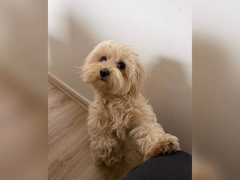 Liebevolle 18 Monate alte Maltipoo-Hündin Lotti sucht ein neues Zuhause
