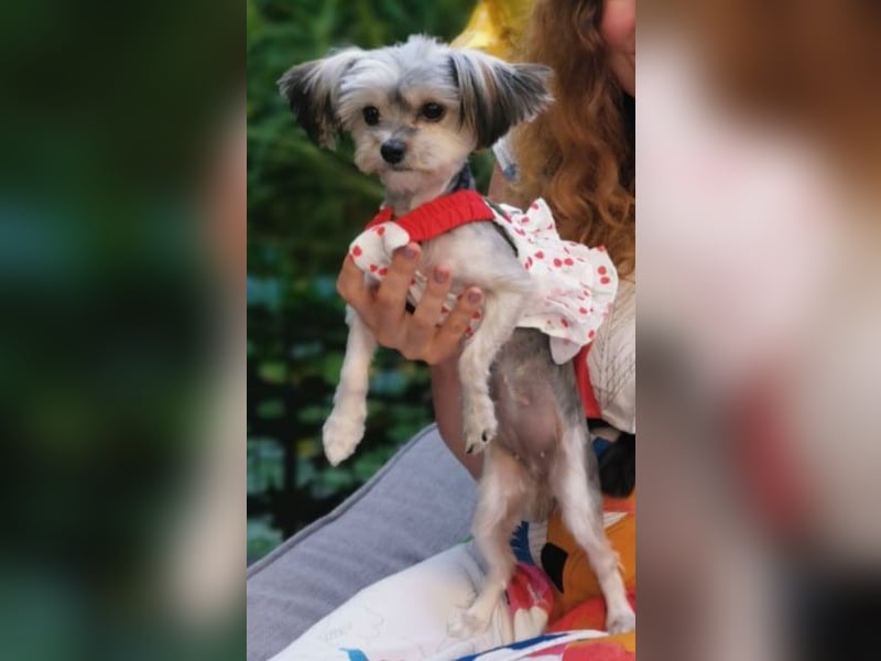 Junge Morkie-Dame sucht eine liebevolle Familie.