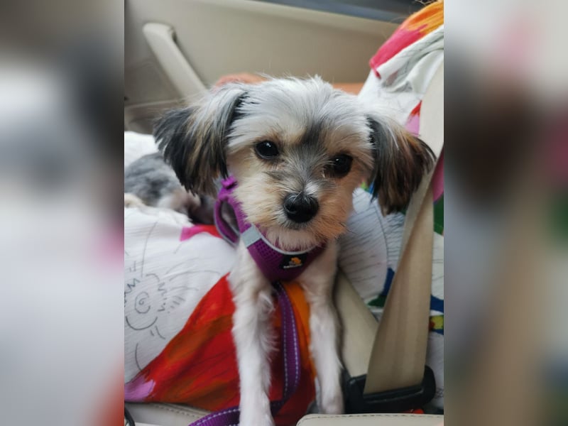 Junge Morkie-Dame sucht eine liebevolle Familie.