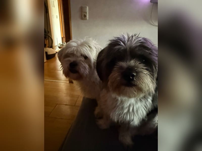 Wuschelbrüder Tomy und Teddy