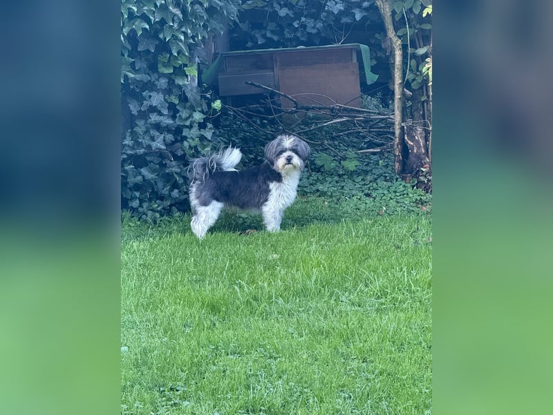 Wuschelbrüder Tomy und Teddy
