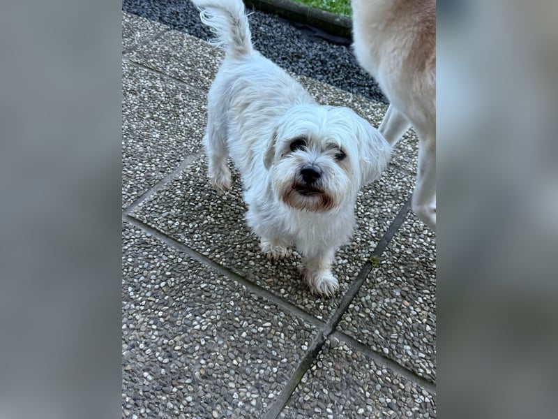 Wuschelbrüder Tomy und Teddy