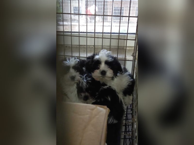 Elvis PP – Malteserjunge wünscht sich eine glänzende Zukunft