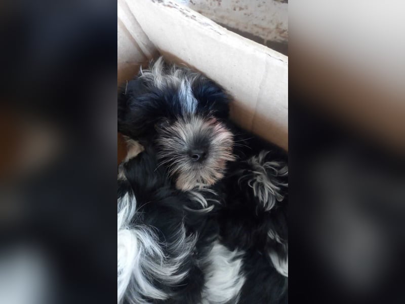 Elwood-Elinor PP – kleiner Malti-Rockstar wünscht sich eine glänzende Zukunft