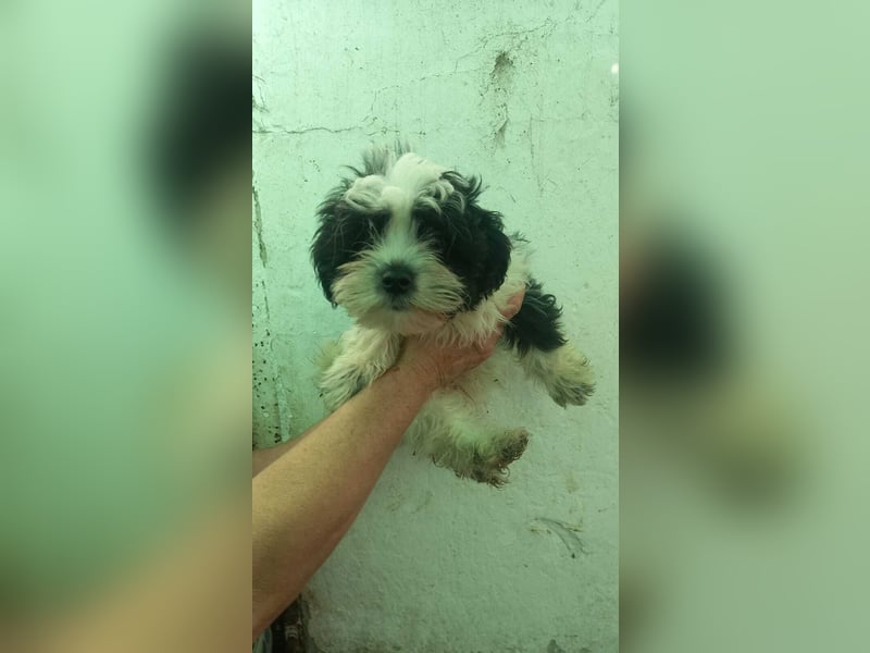 Elvis PP – Malteserjunge wünscht sich eine glänzende Zukunft