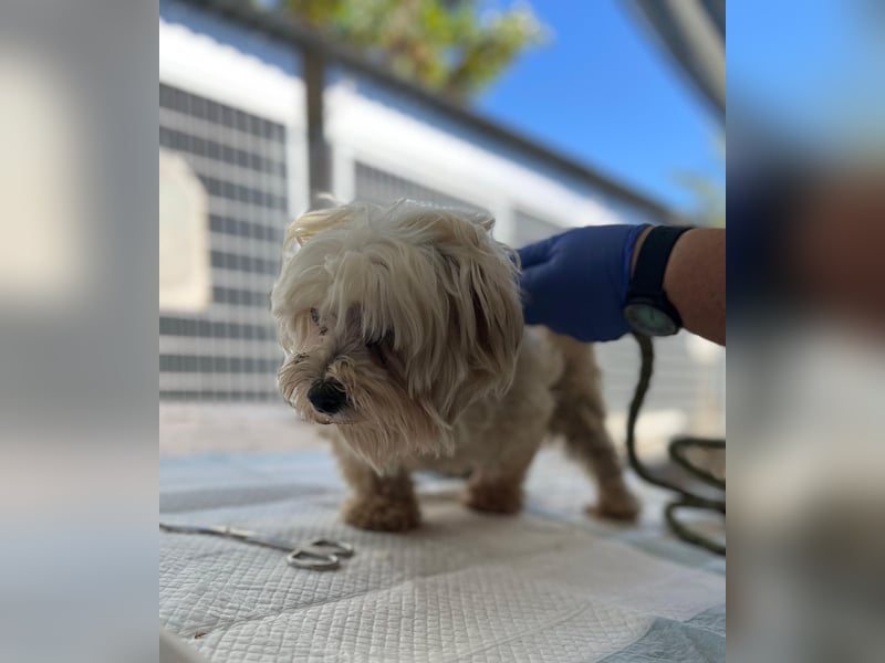 Tina2 PP– kleine weiße Wuschelhündin sucht warmen Platz