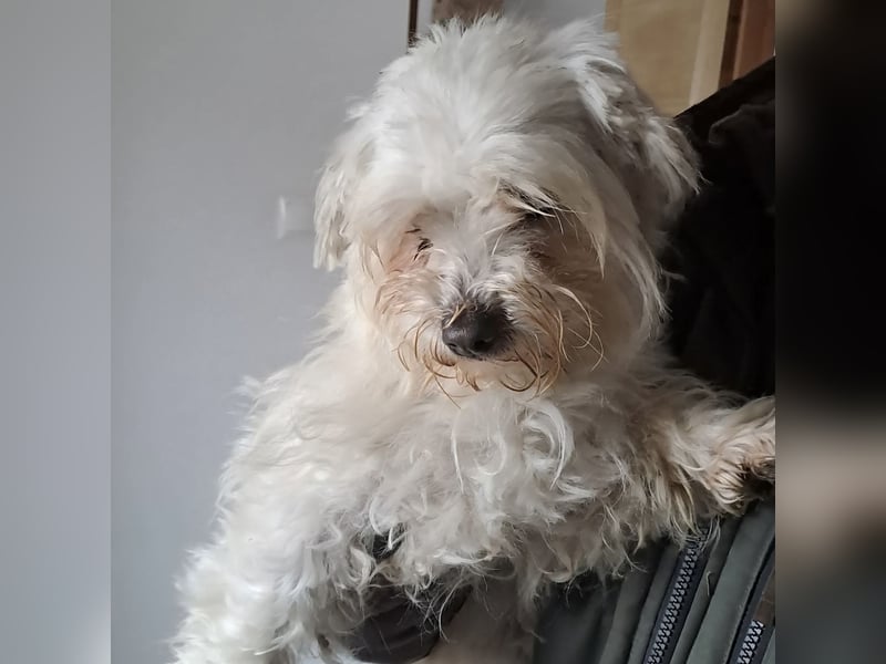 MELI - AN SILVESTER GEFUNDEN