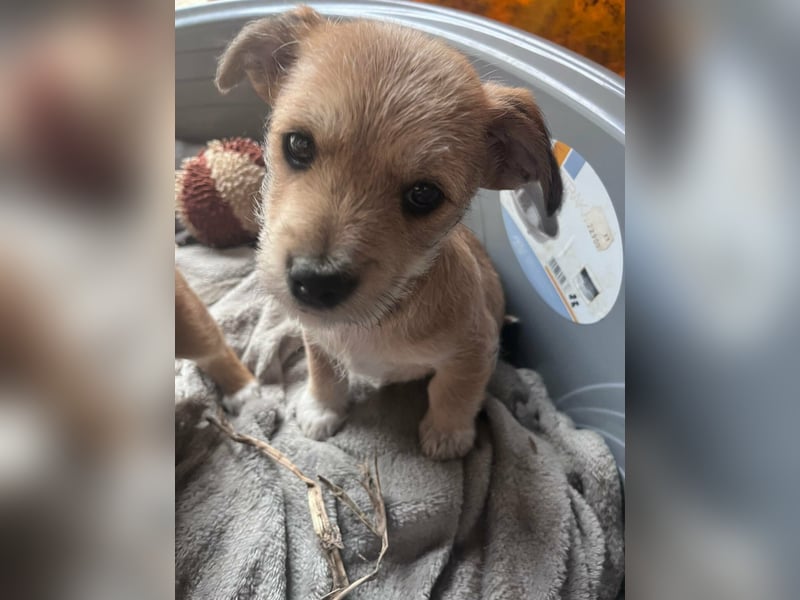 Pongo, geboren 13.10.2025 sucht sein Glück