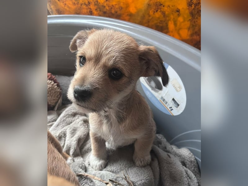 Pongo, geboren 13.10.2025 sucht sein Glück