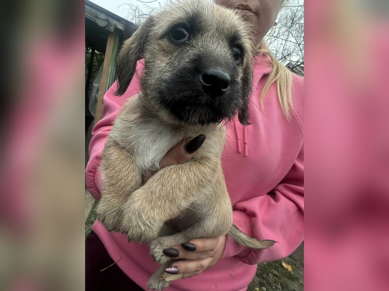 Elza, geboren 13.10.2025 sucht ihr Körbchen