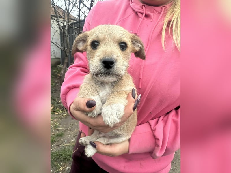 Pongo, geboren 13.10.2025 sucht sein Glück