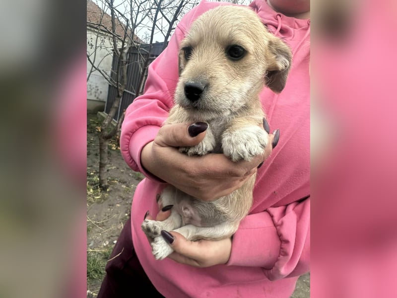 Pongo, geboren 13.10.2025 sucht sein Glück