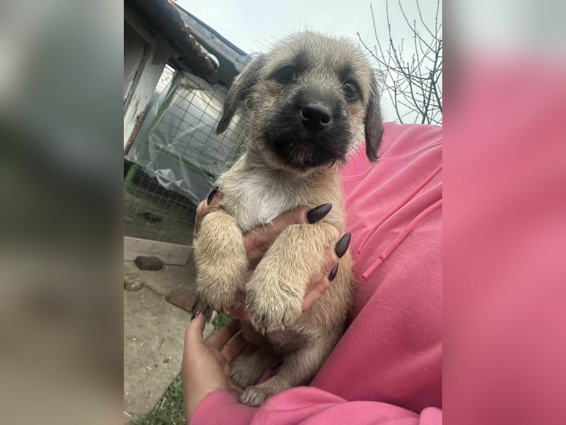 Elza, geboren 13.10.2025 sucht ihr Körbchen