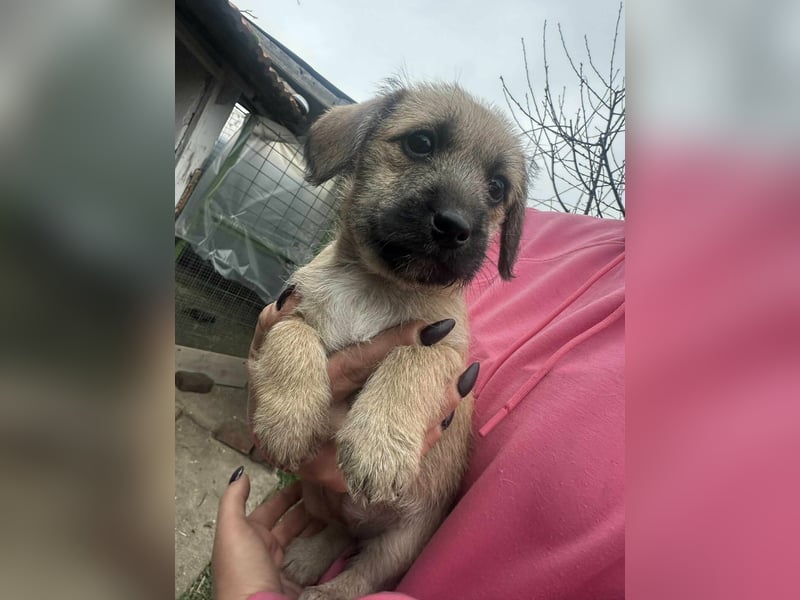 Elza, geboren 13.10.2025 sucht ihr Körbchen