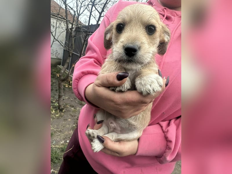 Pongo, geboren 13.10.2025 sucht sein Glück