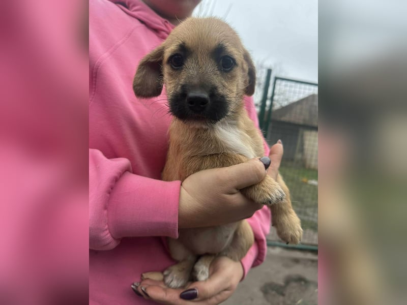 Zoe, geboren 13.10.2025 sucht ihr Zuhause