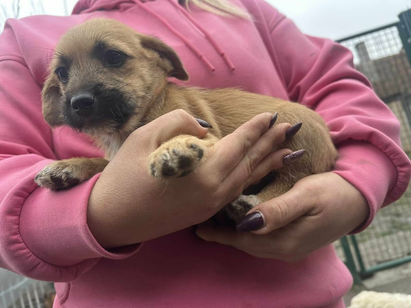 Zoe, geboren 13.10.2025 sucht ihr Zuhause