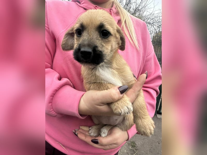 Zoe, geboren 13.10.2025 sucht ihr Zuhause