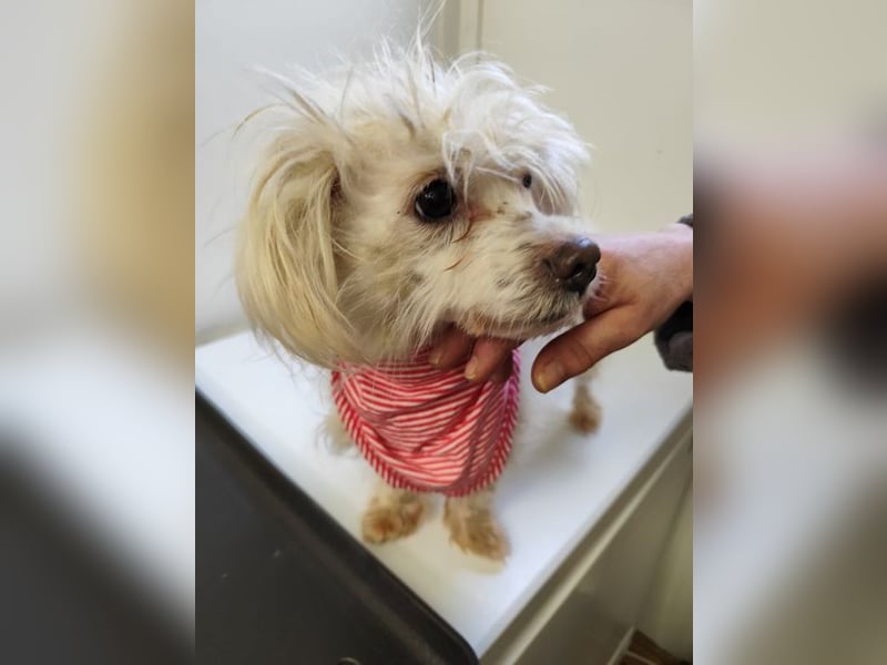 LUZY - wer hilft mir mit Geduld und Einfühlungsvermögen auf dem Weg in ein neues Leben?