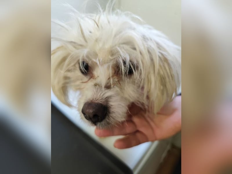 LUZY - wer hilft mir mit Geduld und Einfühlungsvermögen auf dem Weg in ein neues Leben?