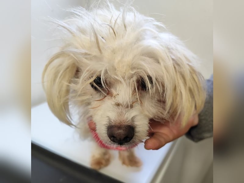 LUZY - wer hilft mir mit Geduld und Einfühlungsvermögen auf dem Weg in ein neues Leben?