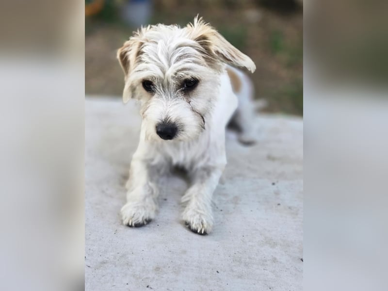 Pepe, pfiffiger Maltesermix Junghund geb. 2024