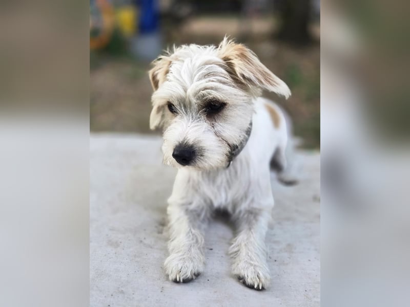 Pepe, pfiffiger Maltesermix Junghund geb. 2024