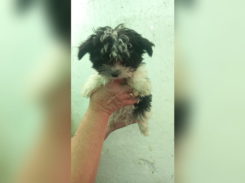 Nudli, verspielter Malteser Mixwelpe geb. 2025