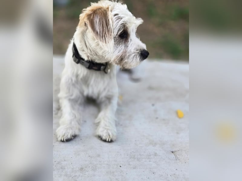 Pepe, pfiffiger Maltesermix Junghund geb. 2024