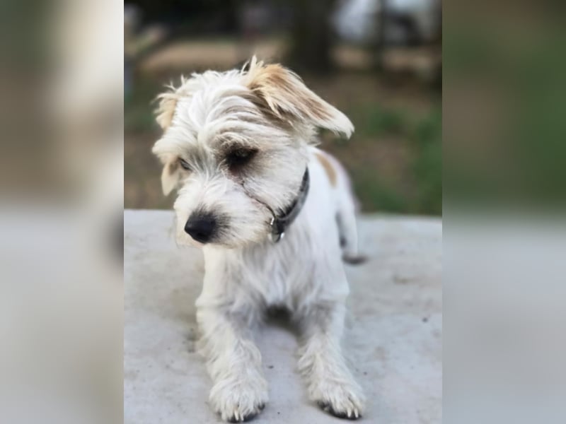 Pepe, pfiffiger Maltesermix Junghund geb. 2024