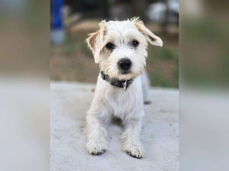 Pepe, pfiffiger Maltesermix Junghund geb. 2024