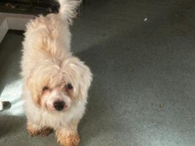 Zemi: Von Ihren Besitzern im Tierheim abgegeben