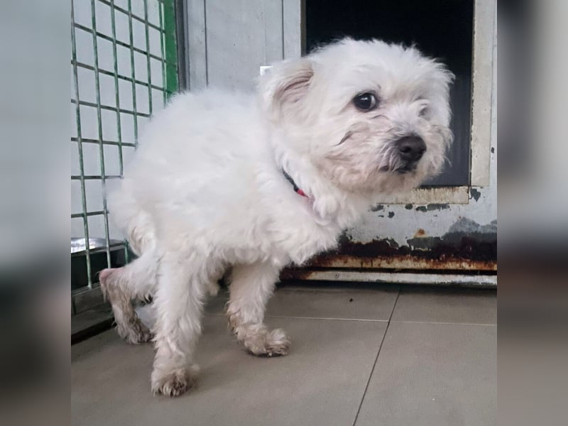 Rock- kleiner Herr mit Handicap sucht liebevolles Zuhause