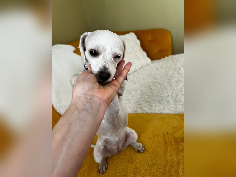 Kleine Maus sucht ihr Glück