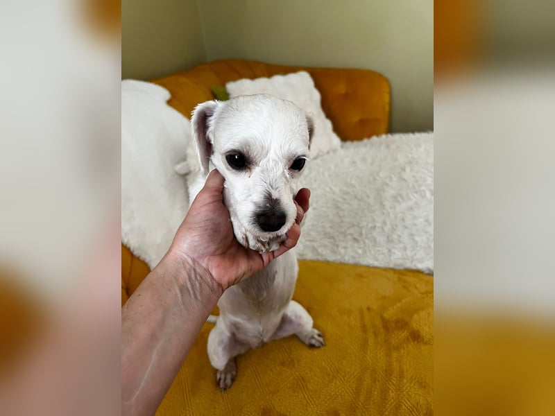 Kleine Maus sucht ihr Glück