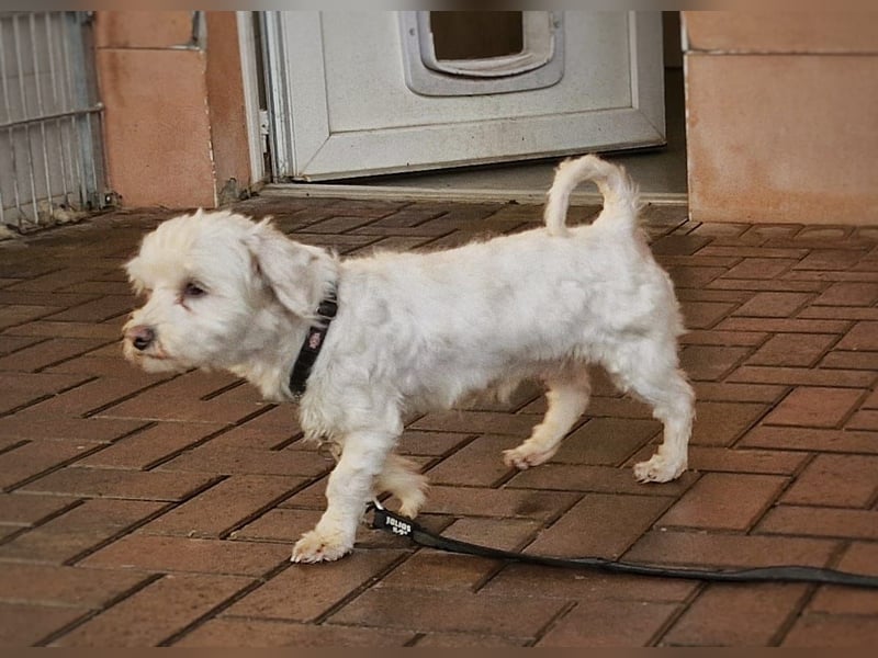 Woodstock sucht noch ein liebevolles Zuhause