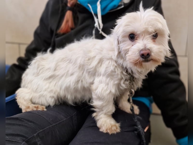 Woodstock sucht noch ein liebevolles Zuhause